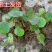 野生药材虎耳草金丝荷叶吊金钱水培假山阳台室内盆栽观赏花卉