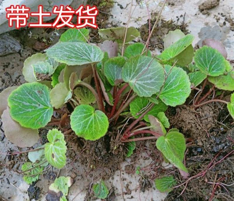 野生药材虎耳草金丝荷叶吊金钱水培假山阳台室内盆栽观赏花卉
