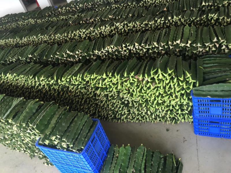 山东优质红心火龙果种苗口感好，产量高，苗子壮