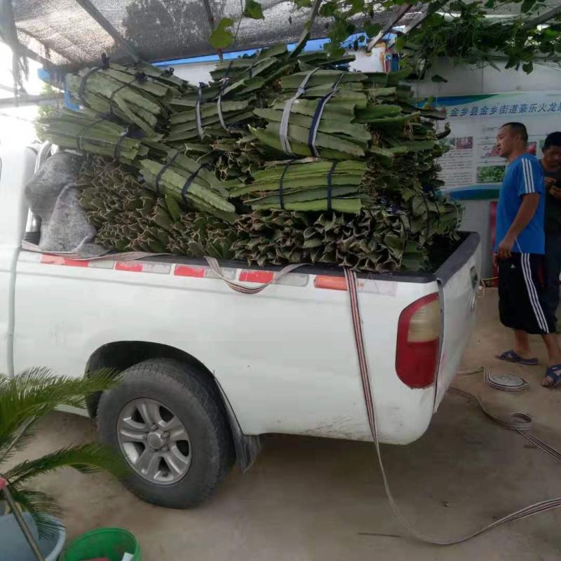 山东优质红心火龙果种苗口感好，产量高，苗子壮