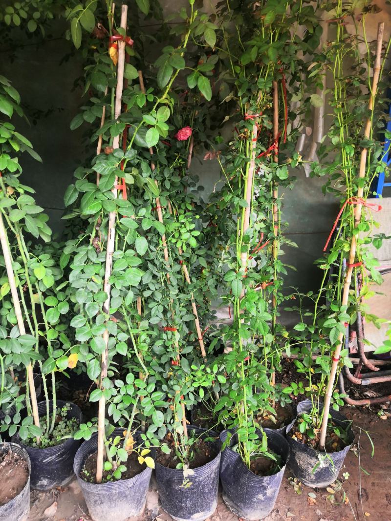粉色龙沙宝石（粉龙）藤本月季爬藤月季庭院花卉
