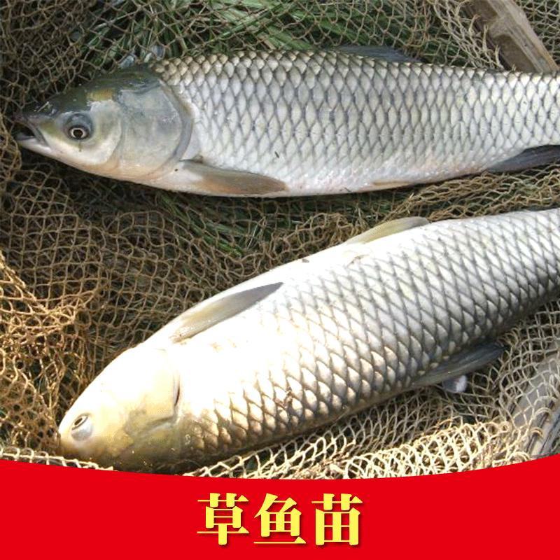 草鱼苗鲩鱼苗白草鱼鱼苗四大家鱼苗淡水包活包邮快