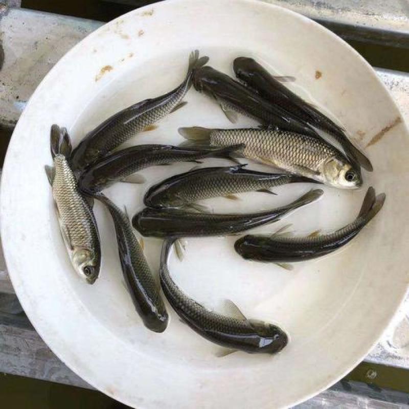 草鱼苗鲩鱼苗白草鱼鱼苗四大家鱼苗淡水包活包邮快