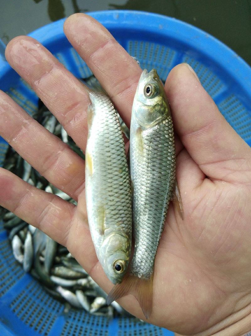 草鱼苗鲩鱼苗白草鱼鱼苗四大家鱼苗淡水包活包邮快