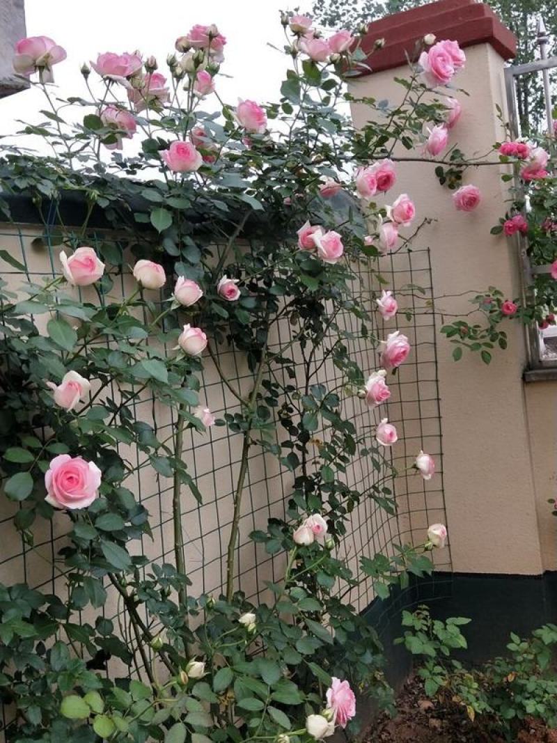 粉色龙沙宝石（粉龙）藤本月季爬藤月季庭院花卉