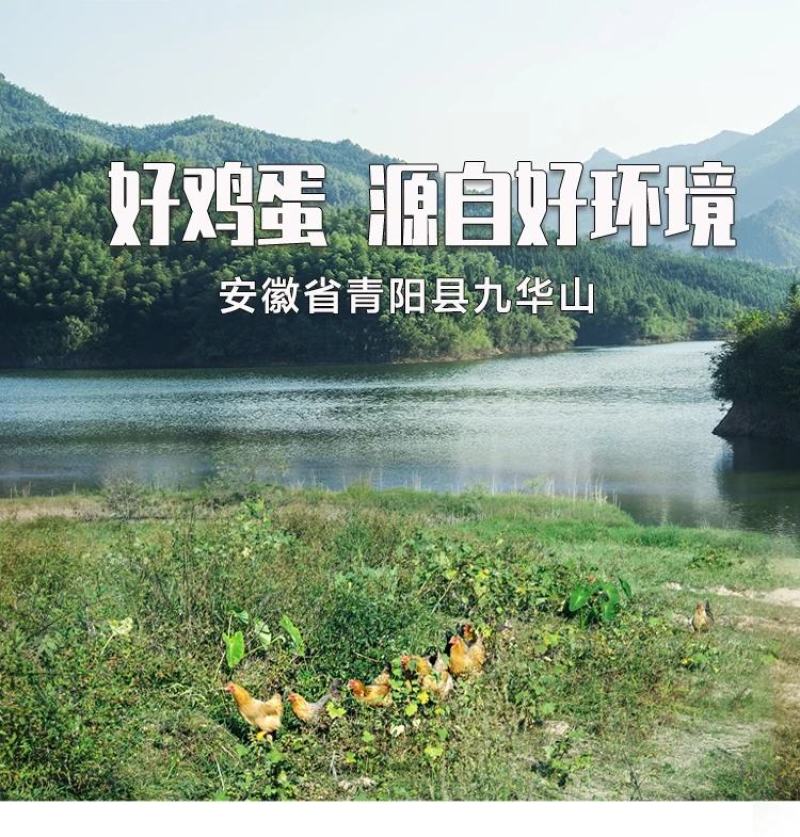 山东省临沂市平邑县黄草坡鸡蛋农家散养正宗笨鸡蛋新鲜草鸡蛋