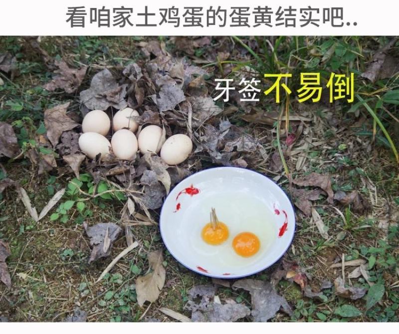 山东省临沂市平邑县黄草坡鸡蛋农家散养正宗笨鸡蛋新鲜草鸡蛋