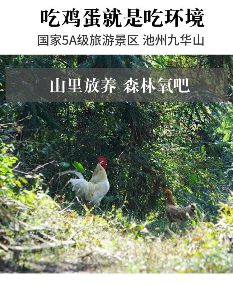 山东省临沂市平邑县黄草坡鸡蛋农家散养正宗笨鸡蛋新鲜草鸡蛋