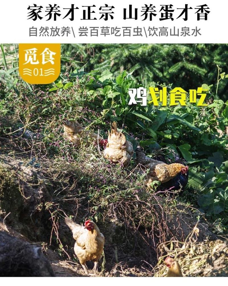 山东省临沂市平邑县黄草坡鸡蛋农家散养正宗笨鸡蛋新鲜草鸡蛋