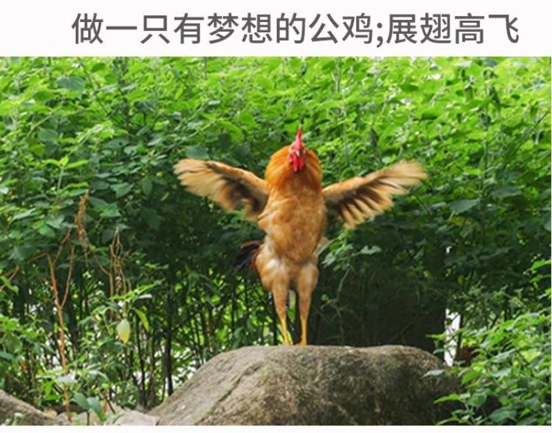 山东省临沂市平邑县黄草坡鸡蛋农家散养正宗笨鸡蛋新鲜草鸡蛋