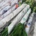 富贵竹大中小号基地直发量大从优价格美丽