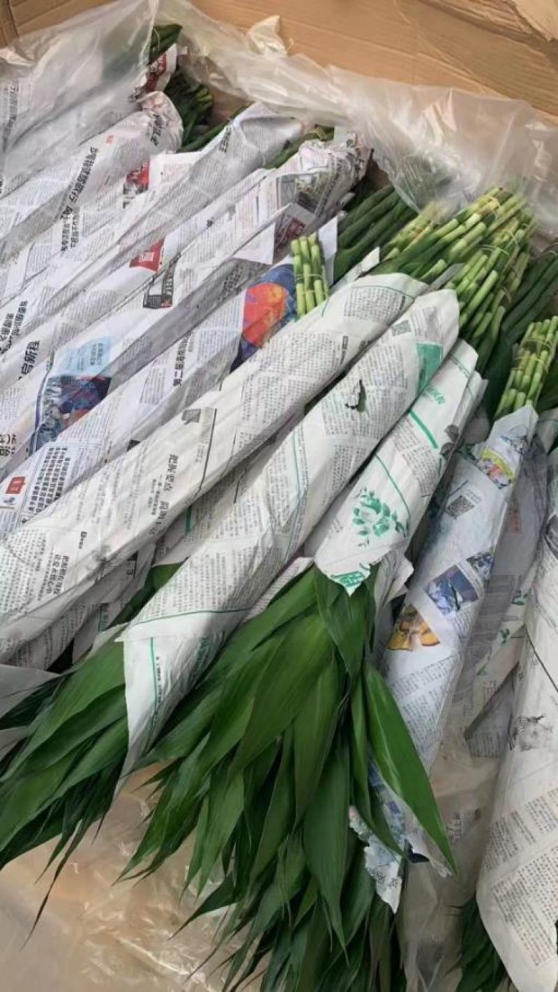 富贵竹大中小号基地直发量大从优价格美丽
