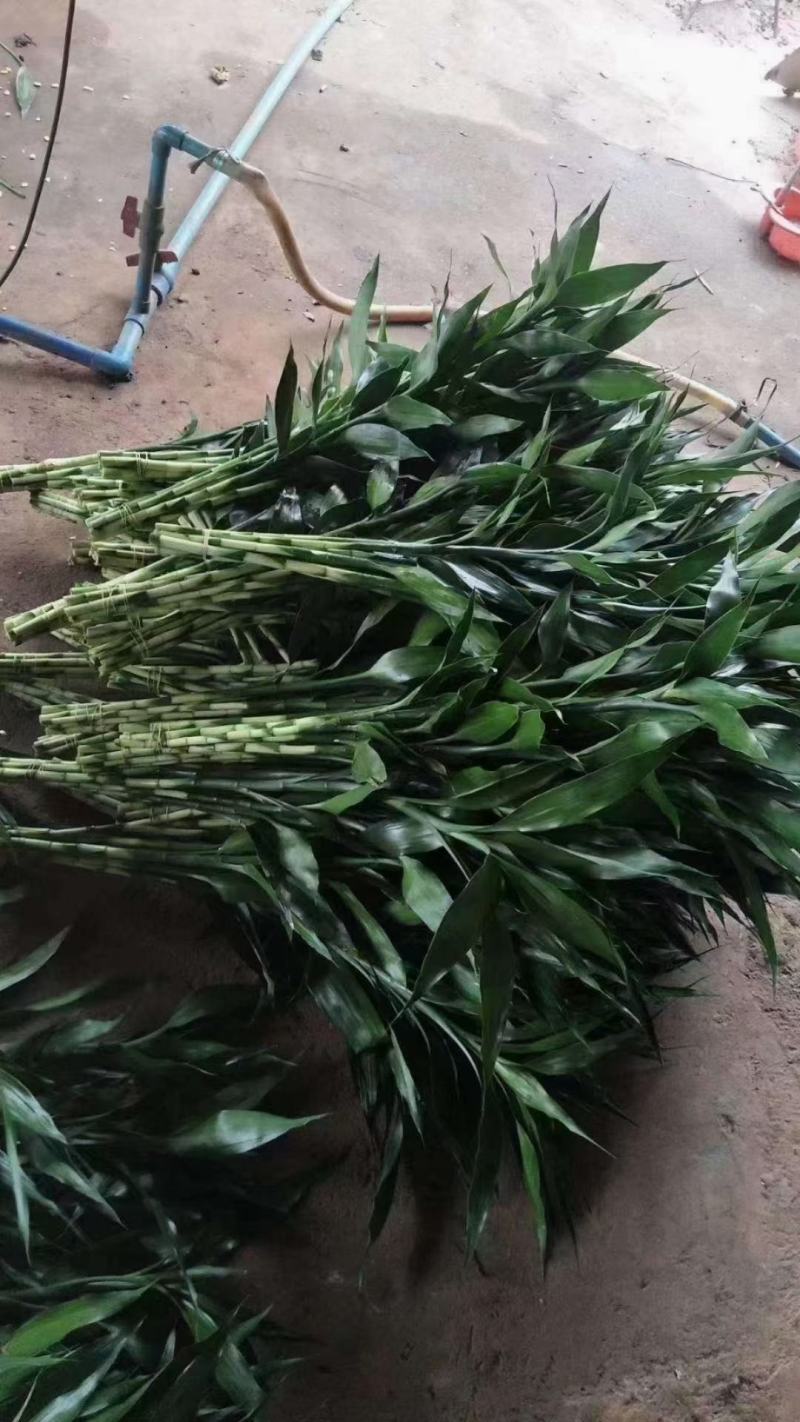 富贵竹大中小号基地直发量大从优价格美丽