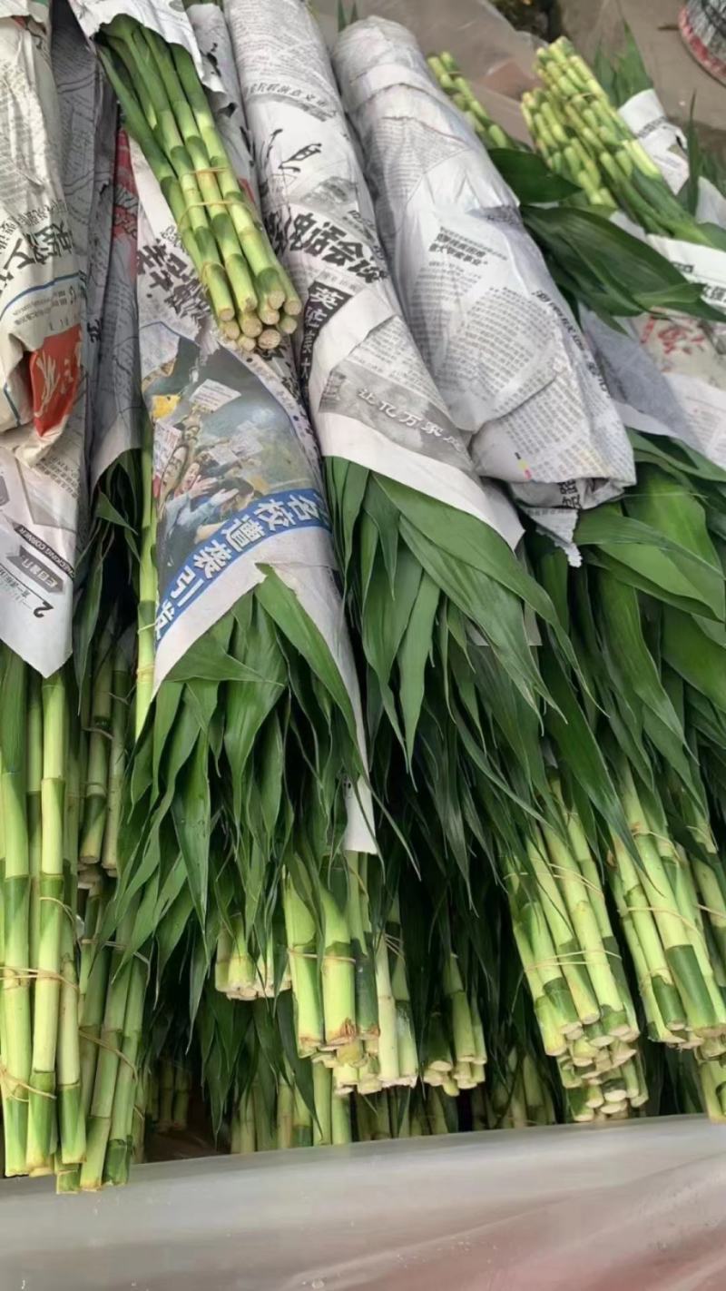 富贵竹大中小号基地直发量大从优价格美丽