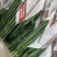富贵竹大中小号基地直发量大从优价格美丽