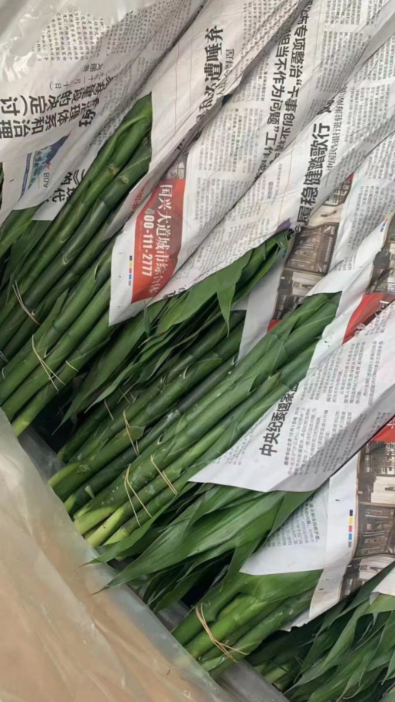 富贵竹大中小号基地直发量大从优价格美丽
