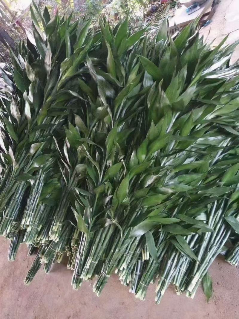 富贵竹大中小号基地直发量大从优价格美丽