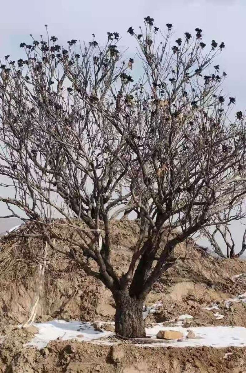 百年牡丹王，牡丹树，牡丹苗，造型牡丹，一直五年牡丹苗。