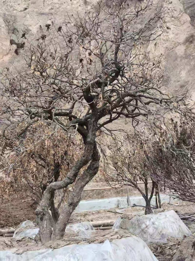 百年牡丹王，牡丹树，牡丹苗，造型牡丹，一直五年牡丹苗。