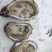 乳山生蚝各种贝类冻货可拼装发货产地专线冷链直发