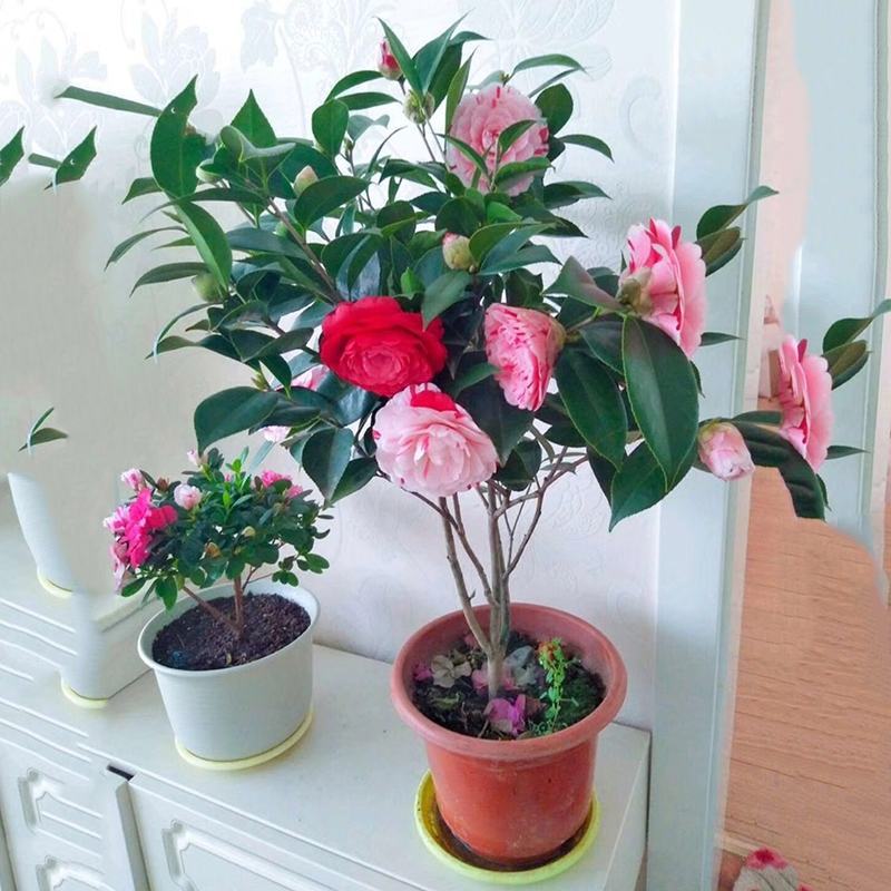 香妃山茶花花苗花卉植物室内好养四季开花不断耐寒