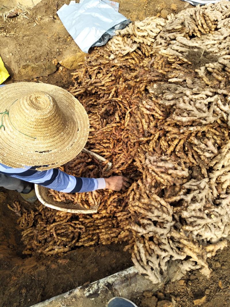 广西柳州市区瑶山香辣火姜