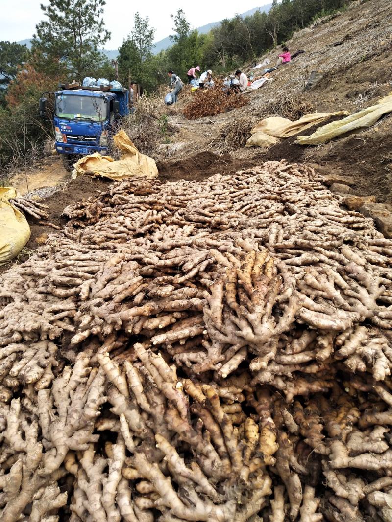 广西柳州市区瑶山香辣火姜
