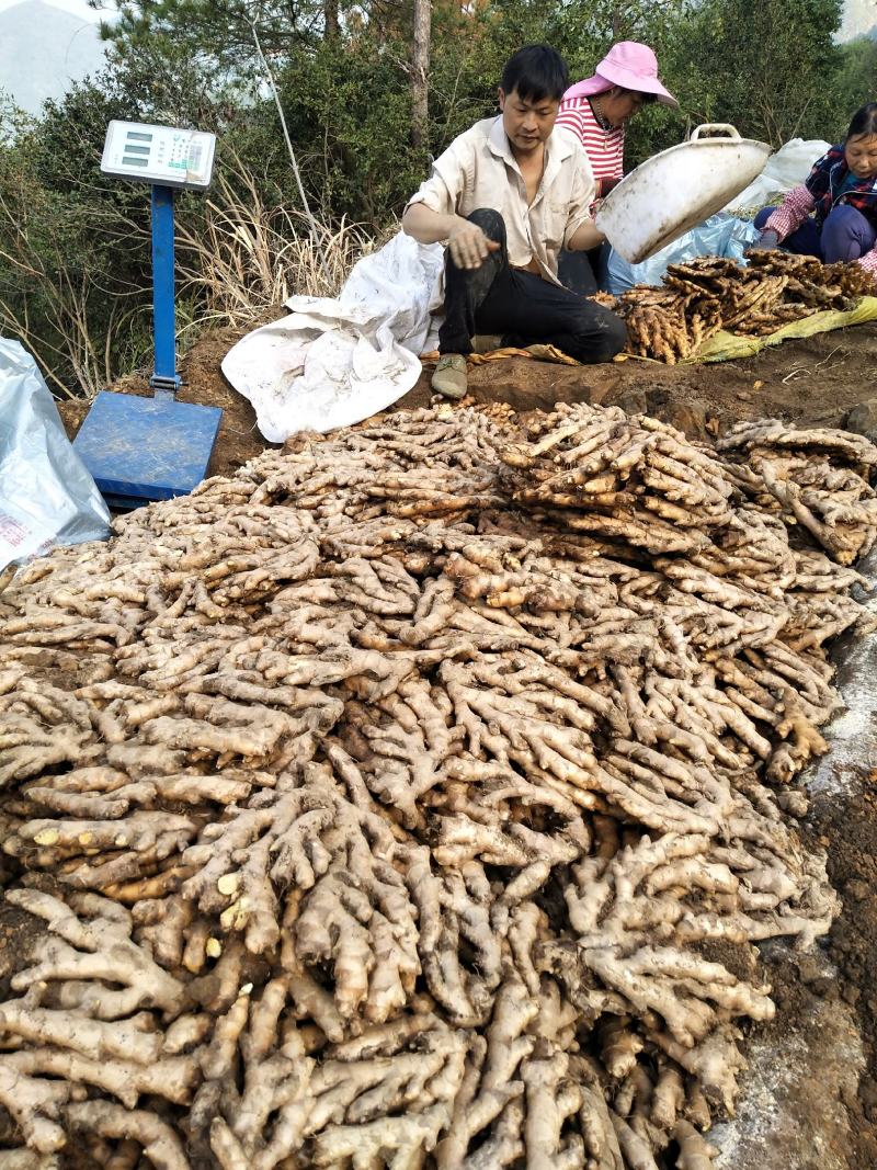 广西柳州市区瑶山香辣火姜