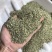 小茴国产特绿小茴产地直销价格实惠质量保证批发为主