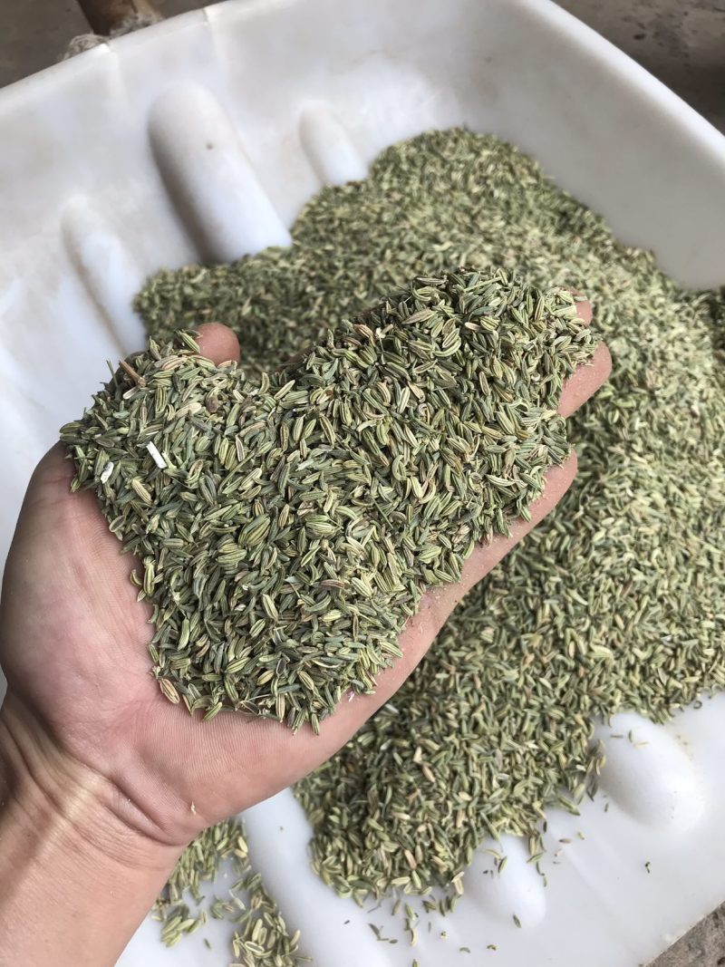 小茴国产特绿小茴产地直销价格实惠质量保证批发为主