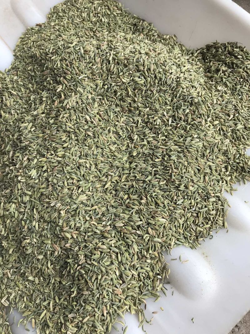 小茴国产特绿小茴产地直销价格实惠质量保证批发为主