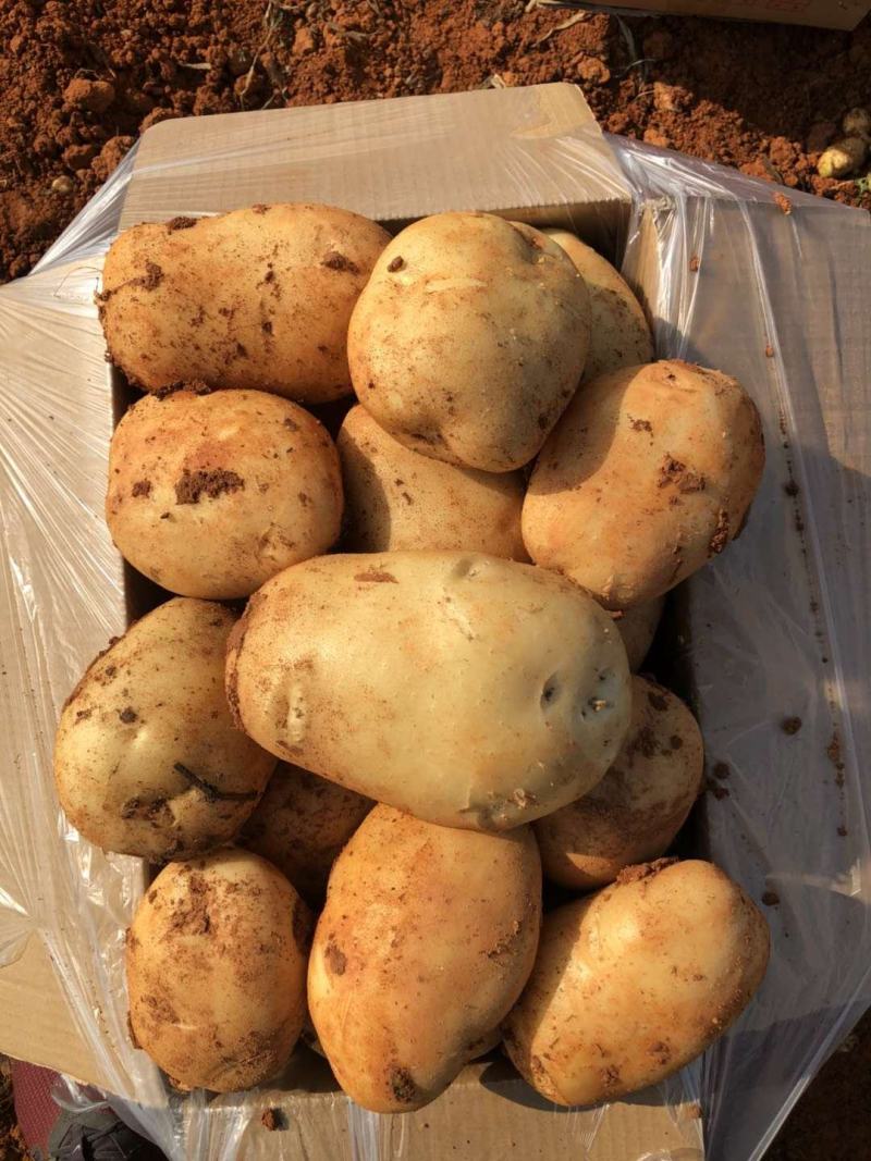 土豆已大量上市，三两起步，欢迎选购