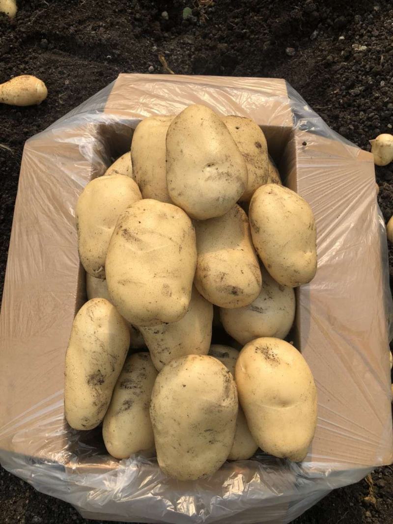 土豆已大量上市，三两起步，欢迎选购