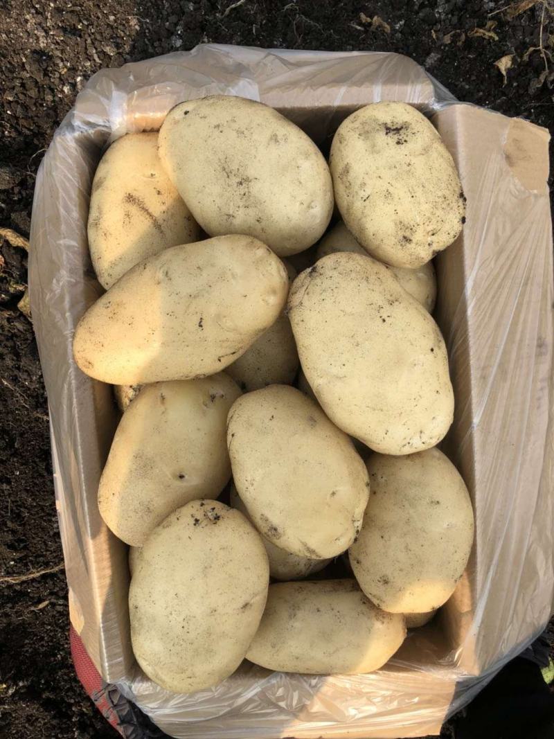 土豆已大量上市，三两起步，欢迎选购