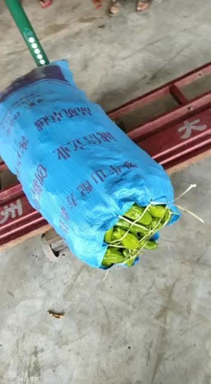 临高加来精品泡椒大掉价今天