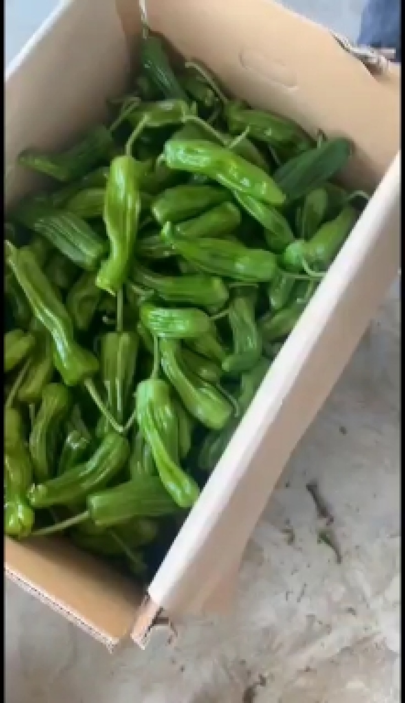 临高加来精品泡椒大掉价今天