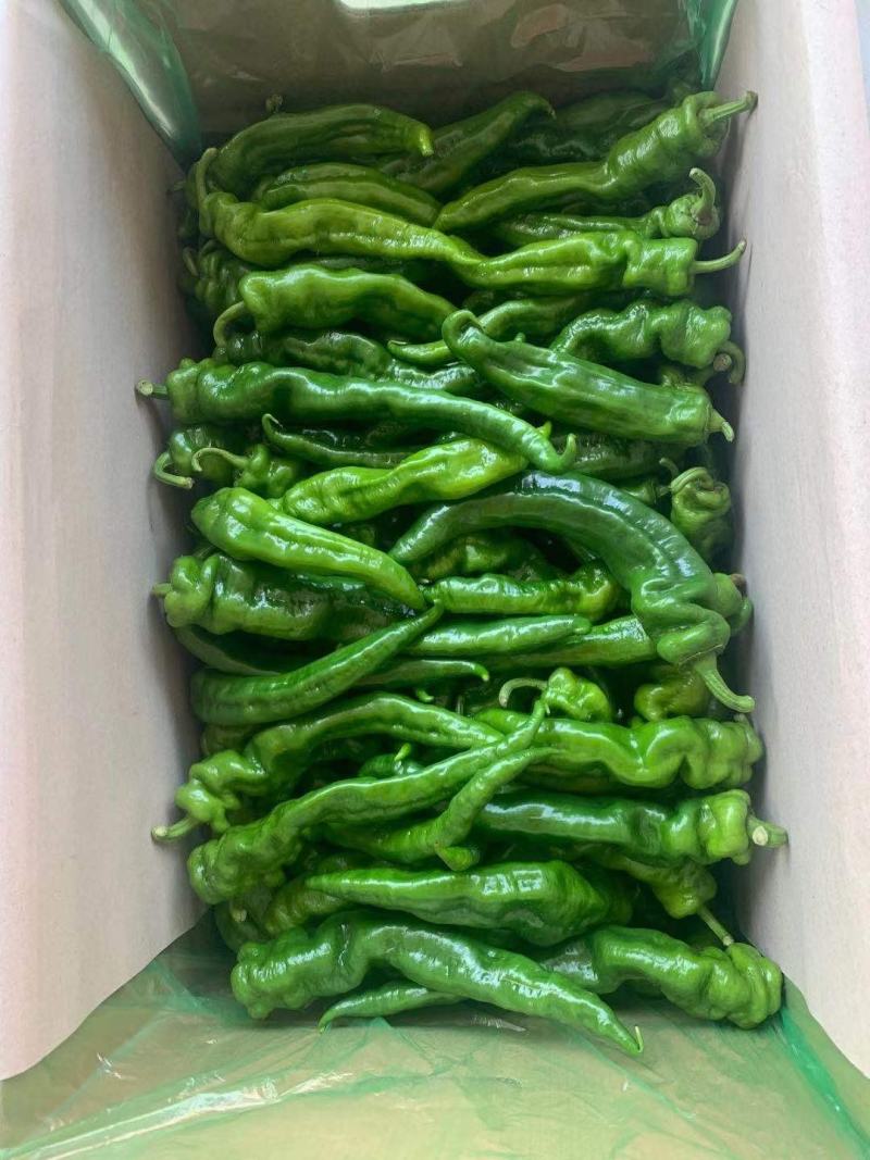 临高加来精品泡椒大掉价今天