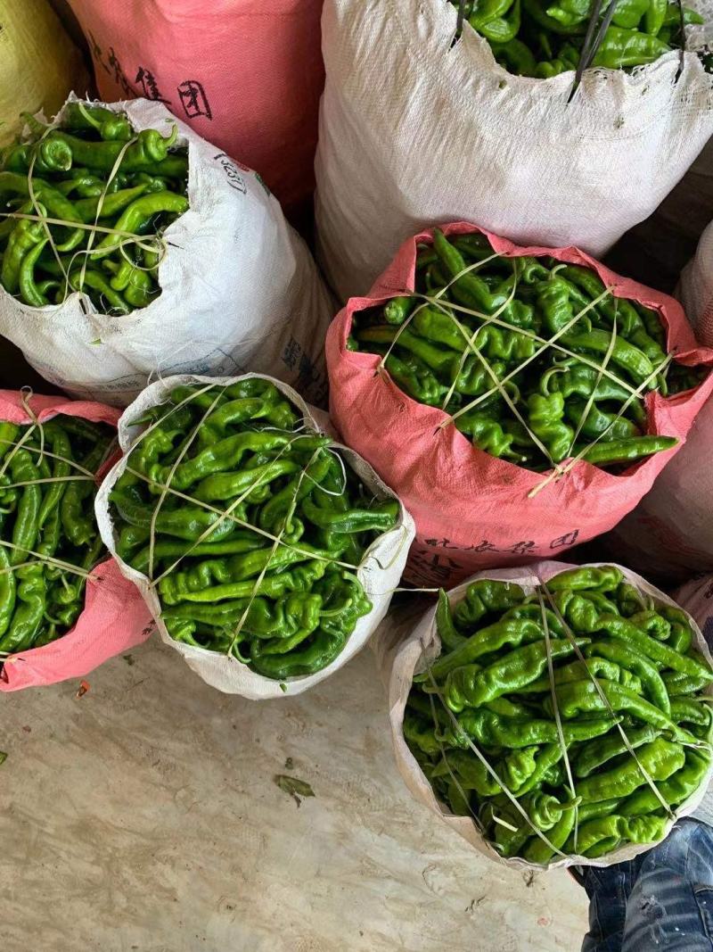 临高加来精品泡椒大掉价今天