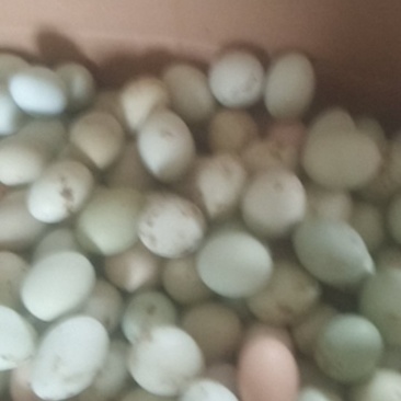 柴鸡，五黑鸡鸡蛋，绿色食品，质量保证