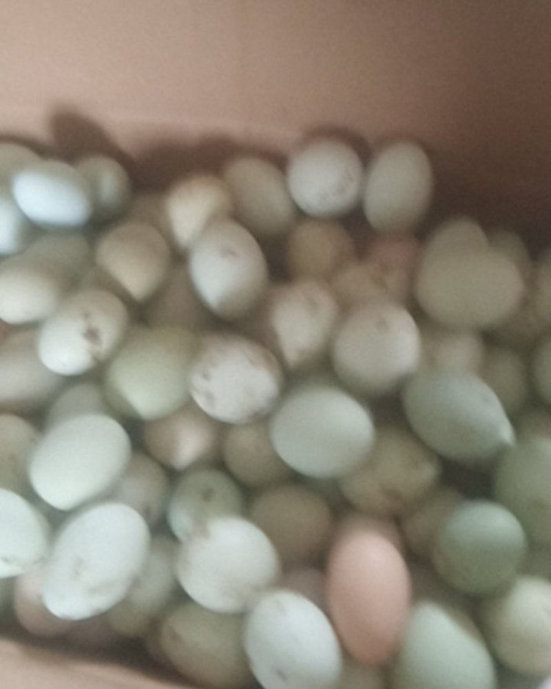柴鸡，五黑鸡鸡蛋，绿色食品，质量保证
