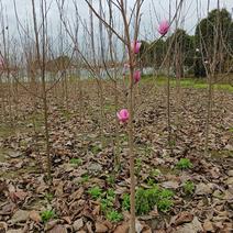 紫玉兰白玉兰幼苗批发2—6公分，树形优美，物美价廉。