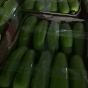江苏省连云港市绿皮西葫芦批发
