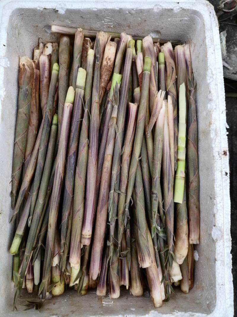 新鲜春笋批发（季节性野生产品）高山绿色食品，口感美味