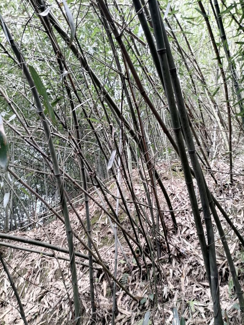 新鲜春笋批发（季节性野生产品）高山绿色食品，口感美味
