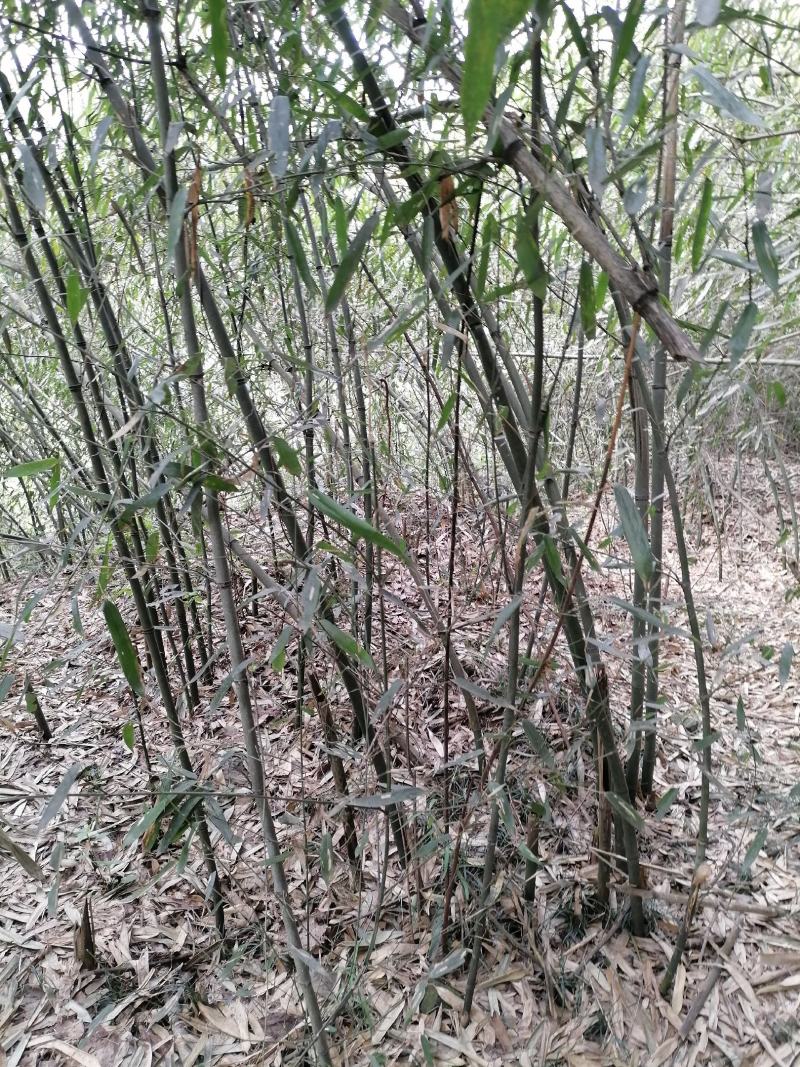 新鲜春笋批发（季节性野生产品）高山绿色食品，口感美味