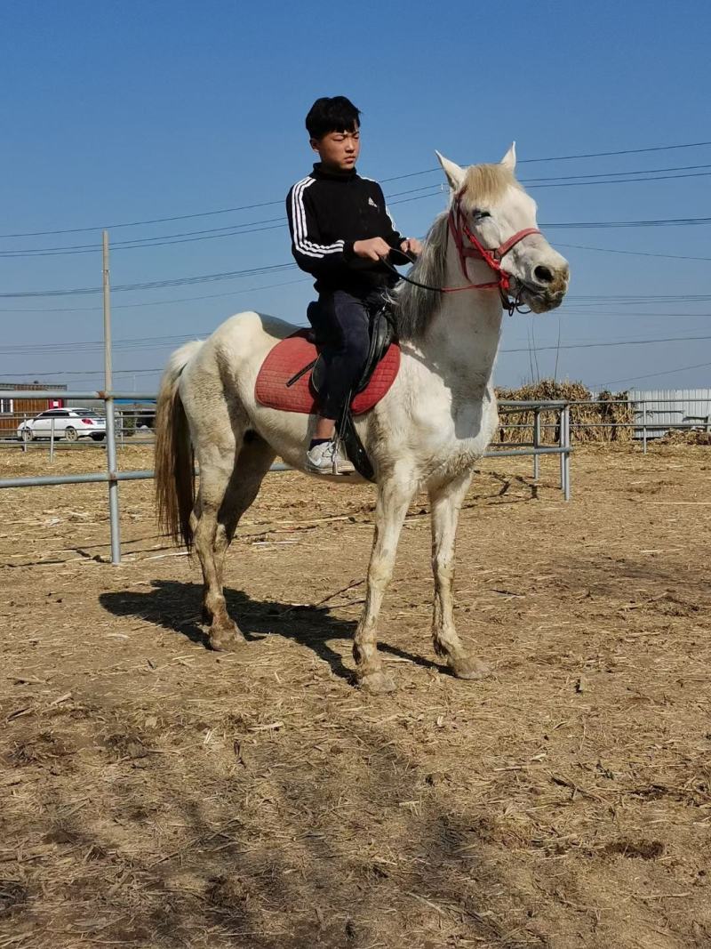 两匹教学马，白色肩高156，黑色肩高150.都是5岁