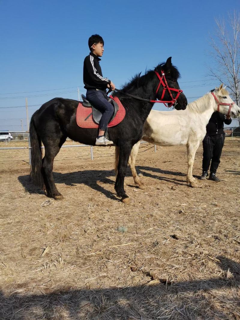 两匹教学马，白色肩高156，黑色肩高150.都是5岁