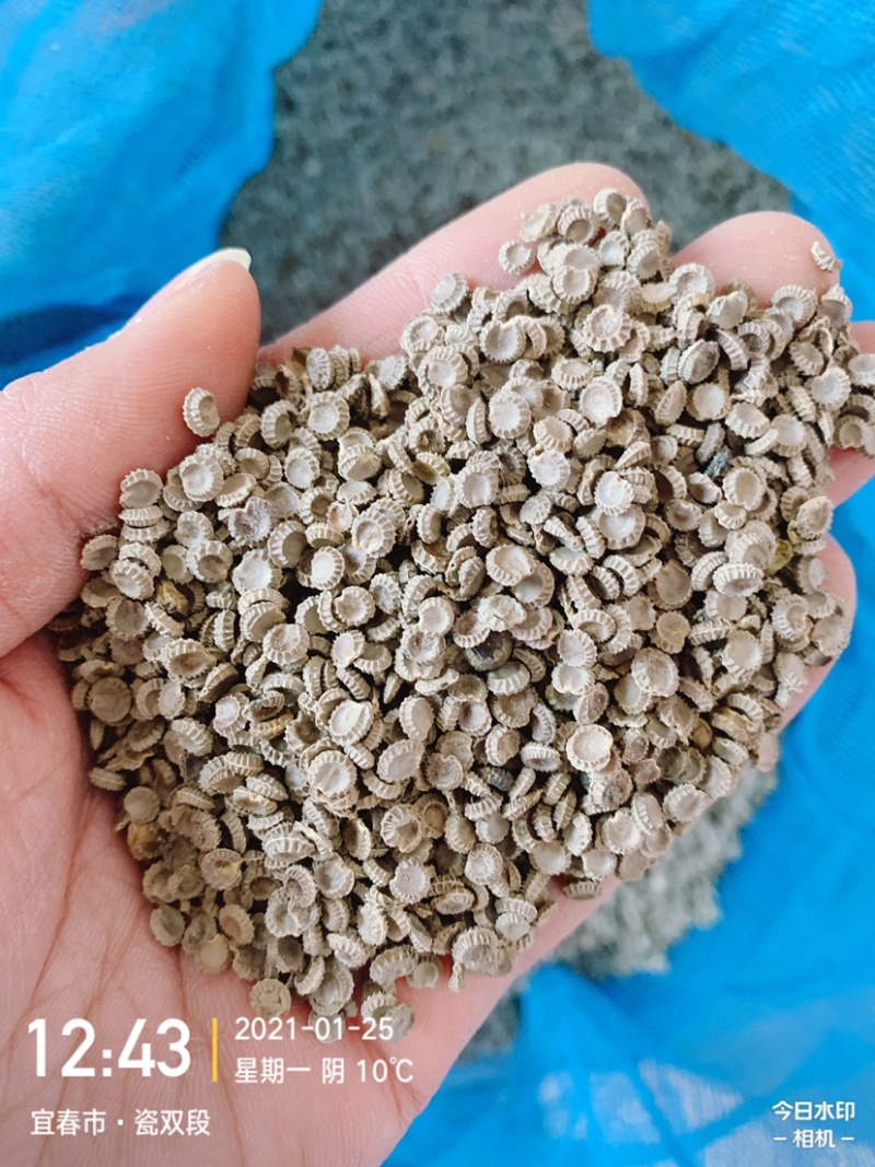 江西粉防己，种苗，土木香种苗，品种纯正。