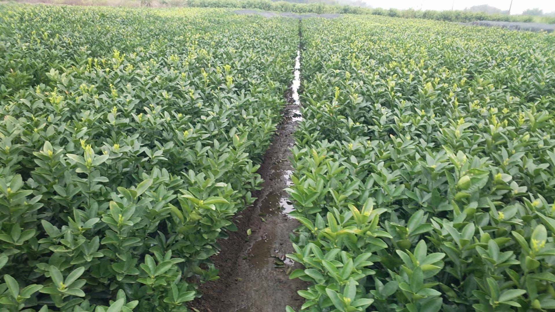 沃柑幼苗定植现场示意图