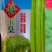 西芹种子禧玉皇早熟实心叶柄宽厚质地脆嫩抗病高产